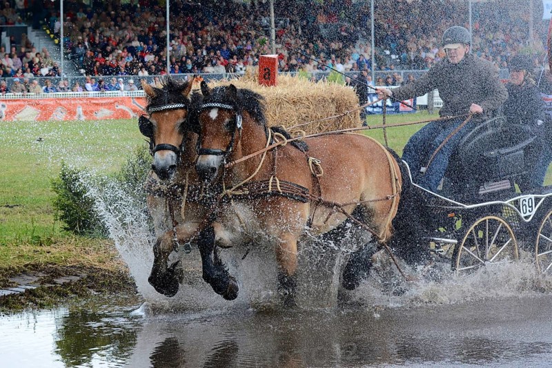 Cold-blooded horses as the titans of the race in Brück, Brandenburg