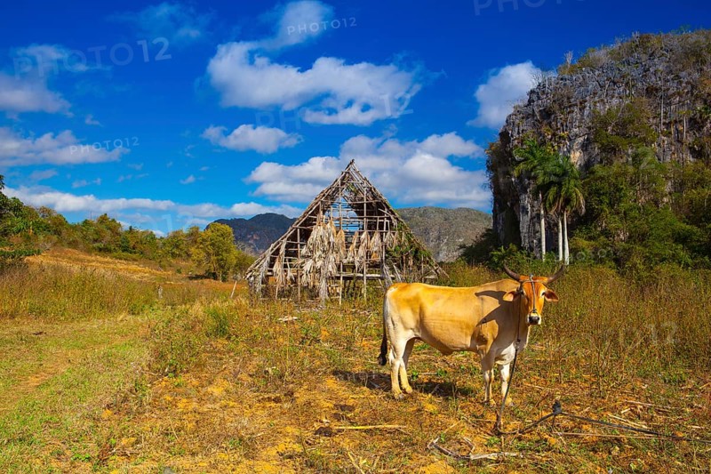 Famous Cuba farmland tobacco area, Valley de Vinales, Pinar del Rio, Cuba.Traditional drying shed tobacco plantation