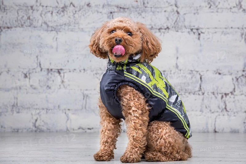 Small funny dog of brown colour with curly hair of toy poodle breed posing in clothes for dogs. Subject accessories and fashionable outfits for pets. Stylish overalls, suit for cold weather for animal