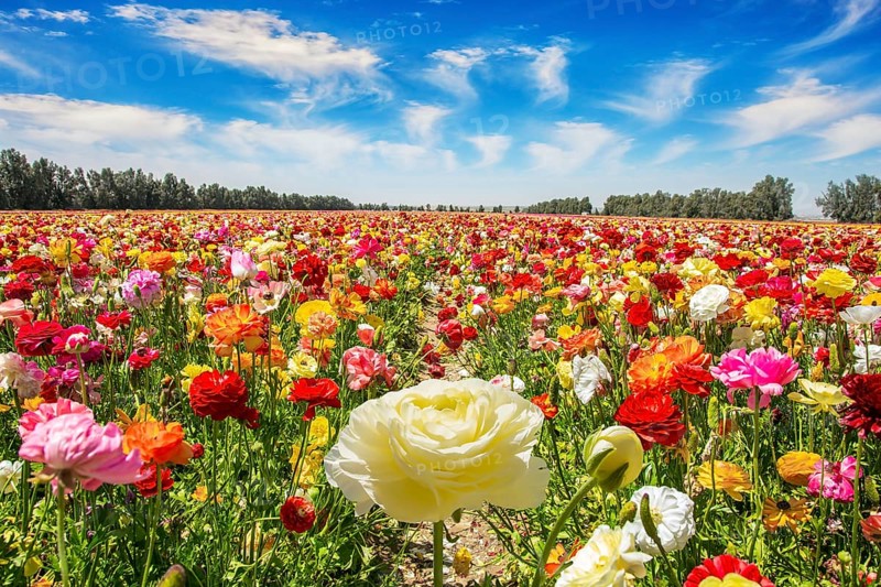 The multicolored garden buttercups in a kibbutz field with a magnificent carpet. Walk in the world of flowers. Windy cloudy day. Israel