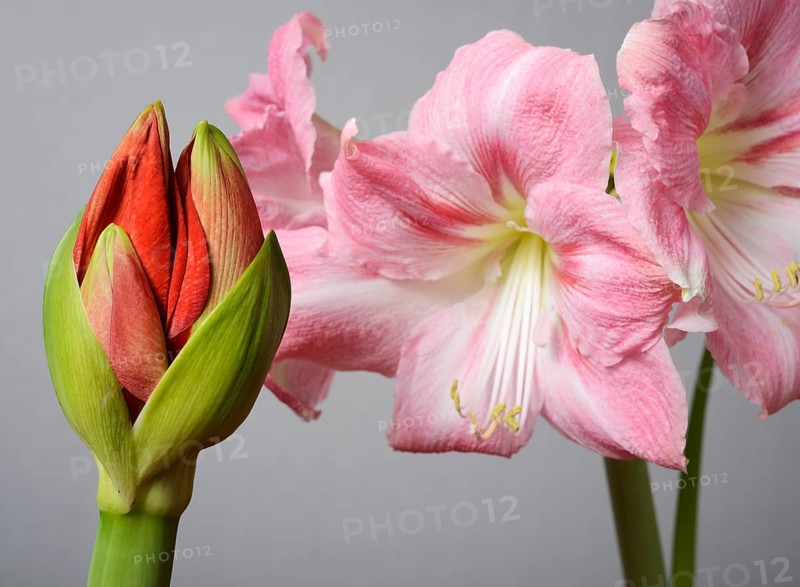 Half open amaryllis bud and amaryllis flowers on a neutral background