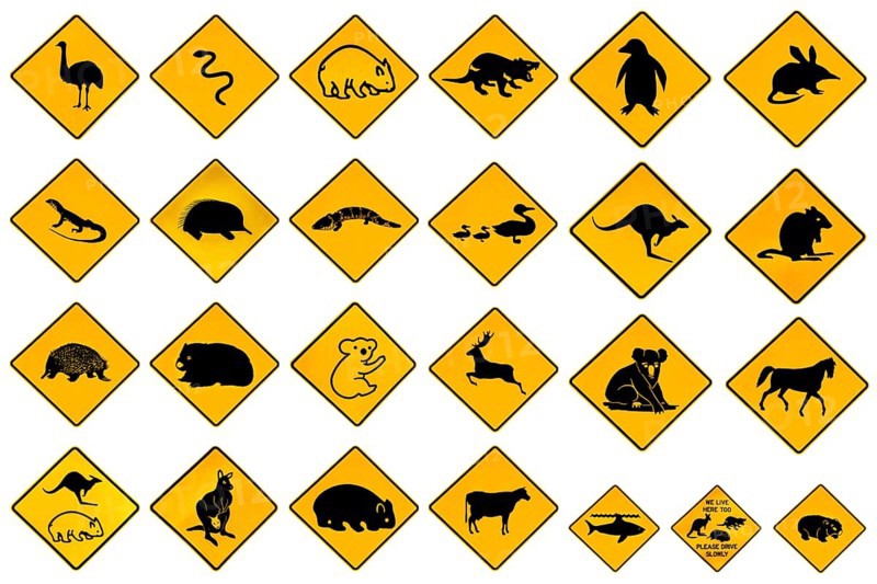 Australian warning signs for wildlife animals: Emu, Echidna, Tasmanian Devil, Wombat, Kangaroo, Penguin, Shark, Ducks Snake Rat Deer reptiles and vehicles. Isolated on white and copy space