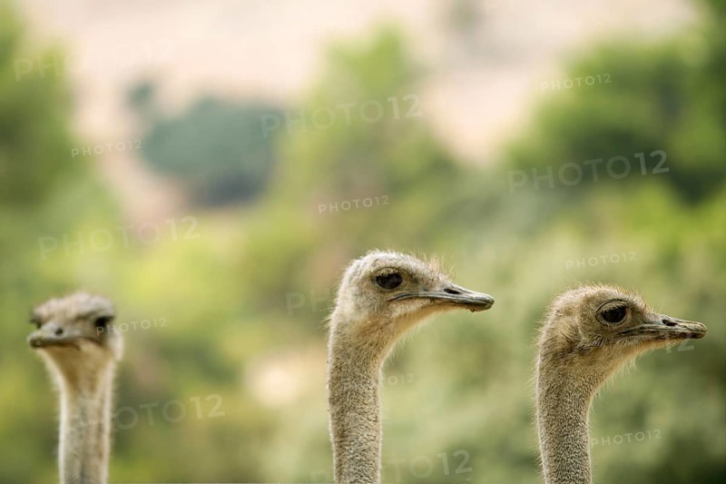 Ostrich portrait outdoor three neck and heads in a row