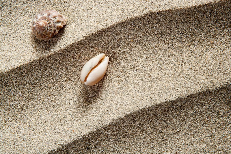 Closeup macro of shell and sea snail over beach sandwith wavy texture such a summer vacation background