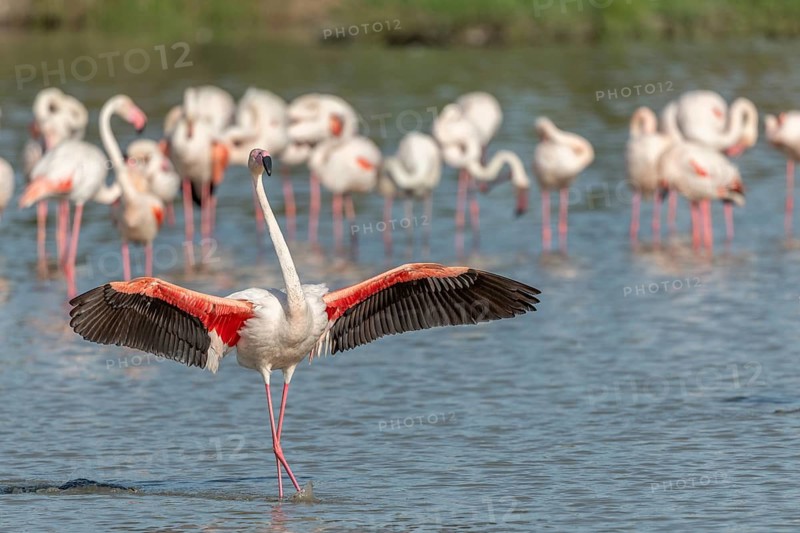 Greater Flamingos (Phoenicopterus roseus) landing in a swamp. Saintes Maries de la Mer, Parc naturel regional de Camargue, Arles, Bouches du Rhone, Provence Alpes Cote d'Azur, France, Europe