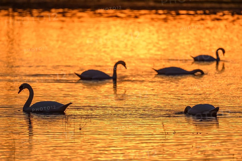 Mute swan (Cygnus olor) silhouette in the water at sunset. Bas-Rhin, Alsace, Grand Est, France, Europe
