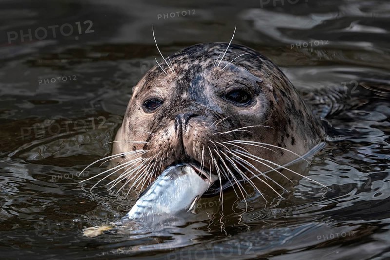 Harbor Seal (Phoca vitulina) with caught fish