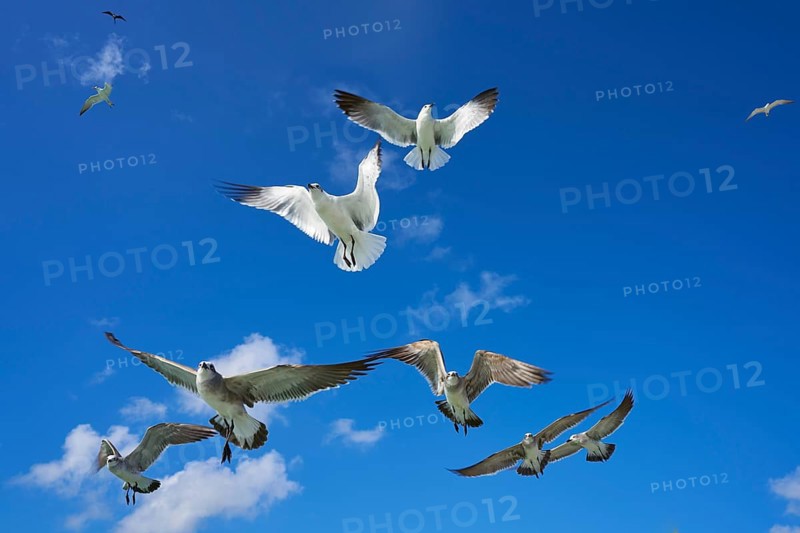 Seagulls sea gulls group flying on blue sky in Caribbean sea