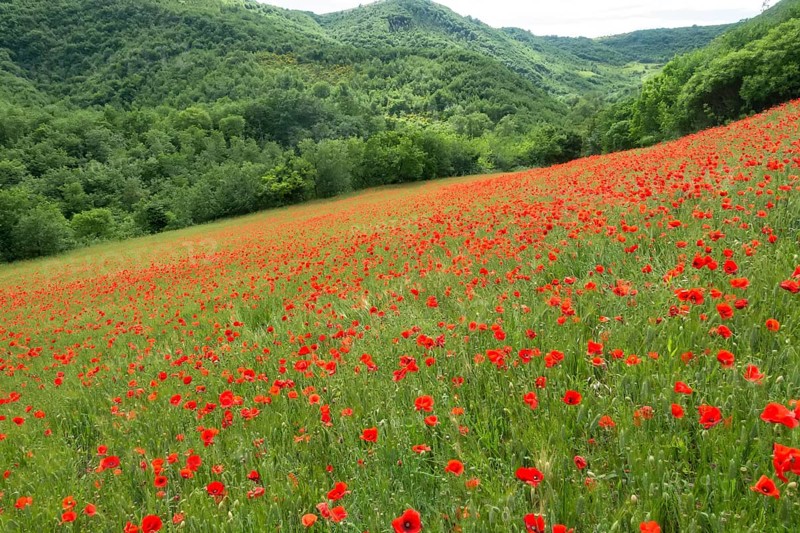 An image of a beautiful poppy field in italy