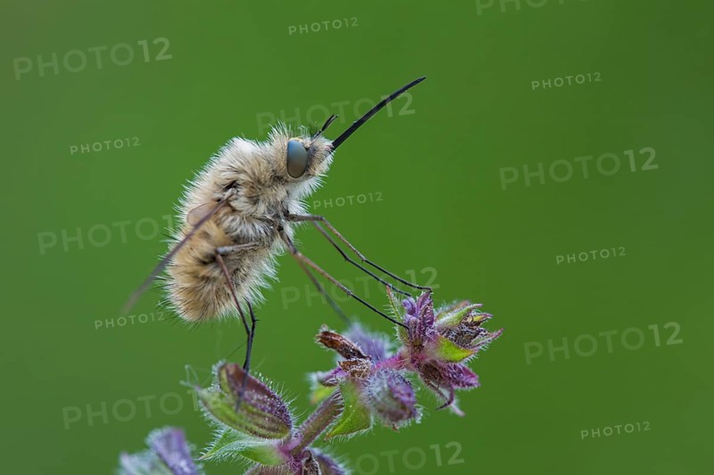 Woolly hoverfly, Bombyliidae