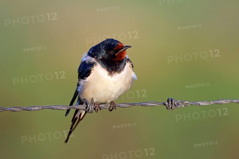 Barn Swallow, Hirundo rustica