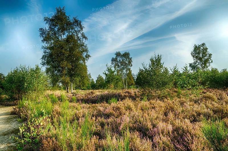 Autumn atmosphere in the nature reserve Trupbacher Heide in Germany with blooming heather at sunrise. Sunrise in Autumn time with violet Erica flowers in Germany