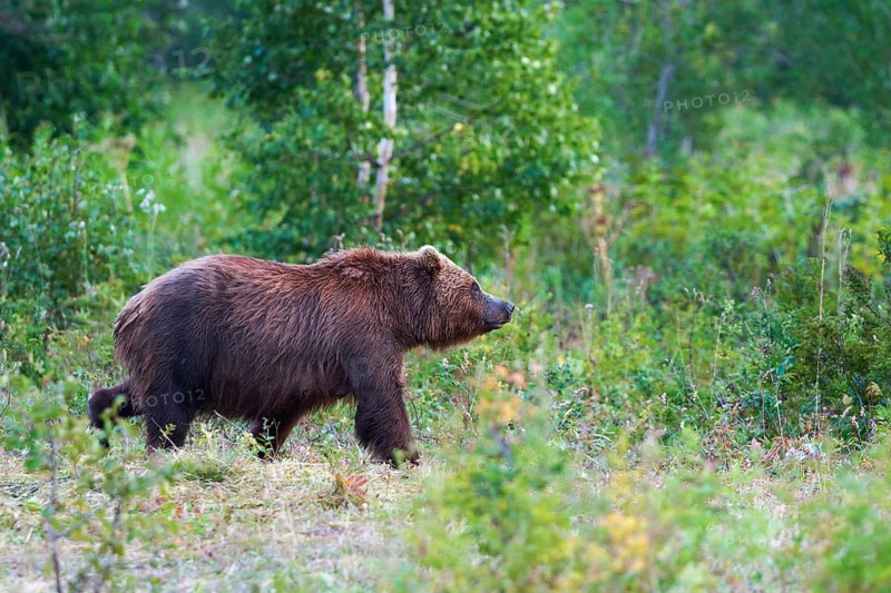 Kamchatka brown bear Ursus arctos piscator in natural habitat, walking in summer woodland. Kamchatka Peninsula, travel destinations for watching wild predators in wild life, active vacation