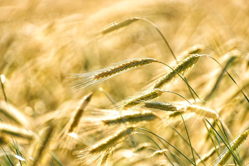Grain in a field in Europe in July