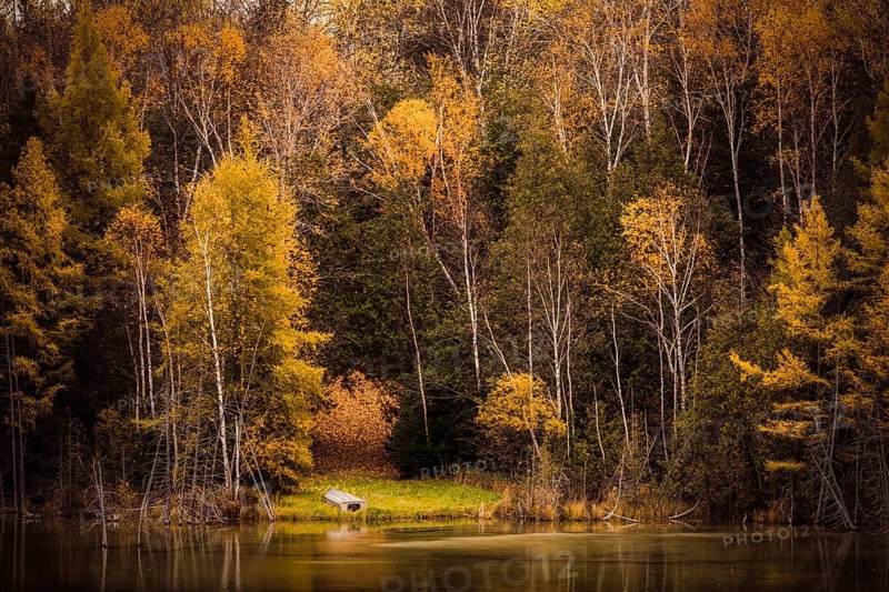 A serene pond reflects the vibrant yellow autumn forest surrounding it in the Ottawa River valley of Ontario, Canada, North America