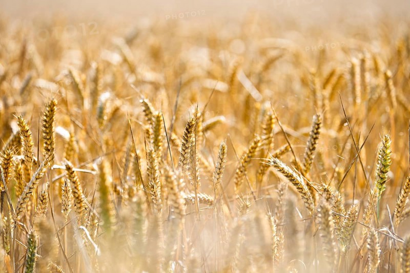Golden ears of wheat in a field of soft sunlight point to a rich harvest, Coxhill, Shepherdswell, Dover, Kent, United Kingdom, Europe