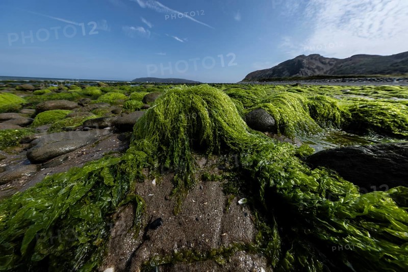 Rocks overgrown with seaweed and aquatic plants on the beach at the edge of Snowdonia National Park, Penmaenmawr, Dwygyfylchi, Caernarfonshire, Conwy County Borough, Wales, United Kingdom, Europe