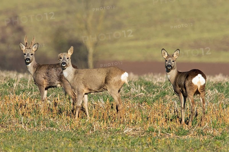 Roe deer (Capreolus capreolus)
