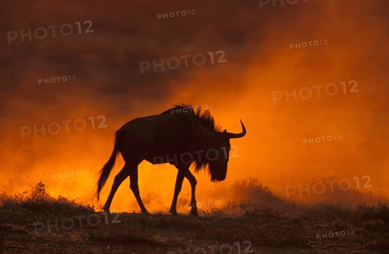 White bearded wildebeest (Connochaetes taurinus)