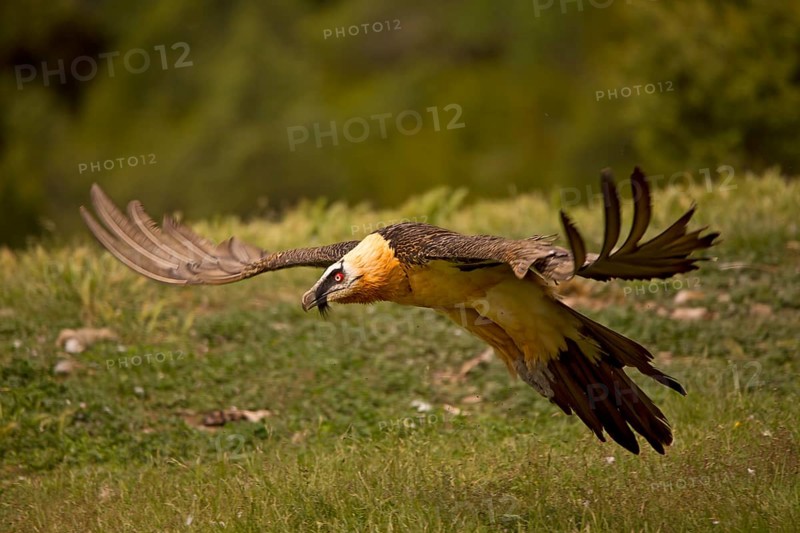 Bearded vulture, flying (Gypaetus barbatu)