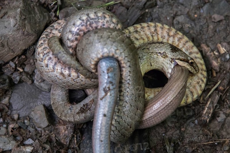 Smooth snake (Coronella austriaca)