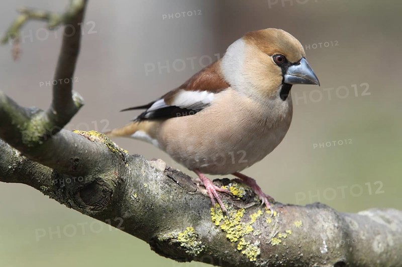 Hawfinch (Coccothraustes coccothraustes)