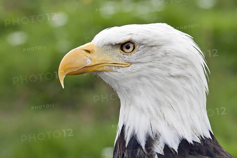 Bald eagle