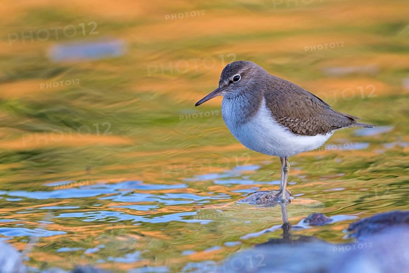 Common sandpiper, sandpiper (Actitis hypoleuco), biotope, habitat, foraging, Lesvos, Greece, Europe