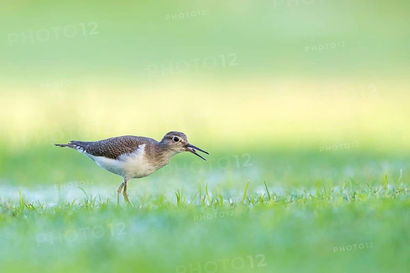 Sandpiper, sandpiper (Actitis hypoleucos), snipe family, snipe, biotope, habitat, foraging in a wet meadow, Al Qurm, Muscat, Oman, Middle East, Asia