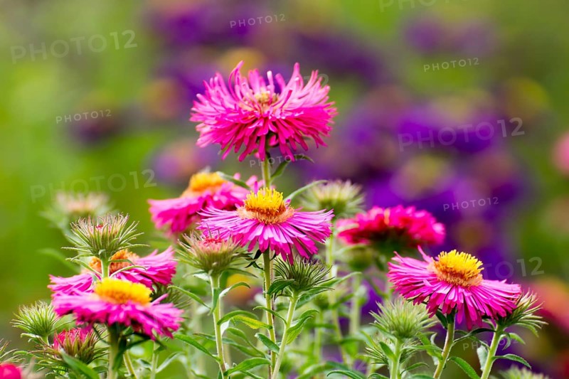 September herb - Aster ericoides