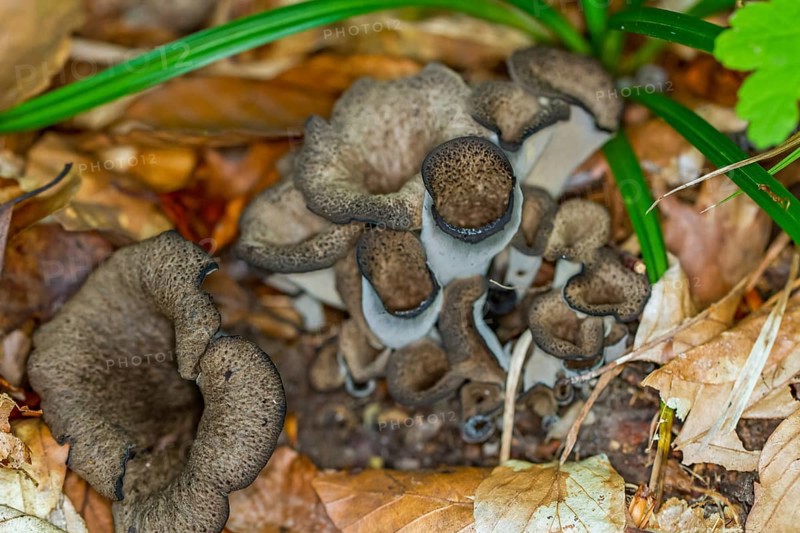 Dead trumpet (Craterellus cornucopioides)