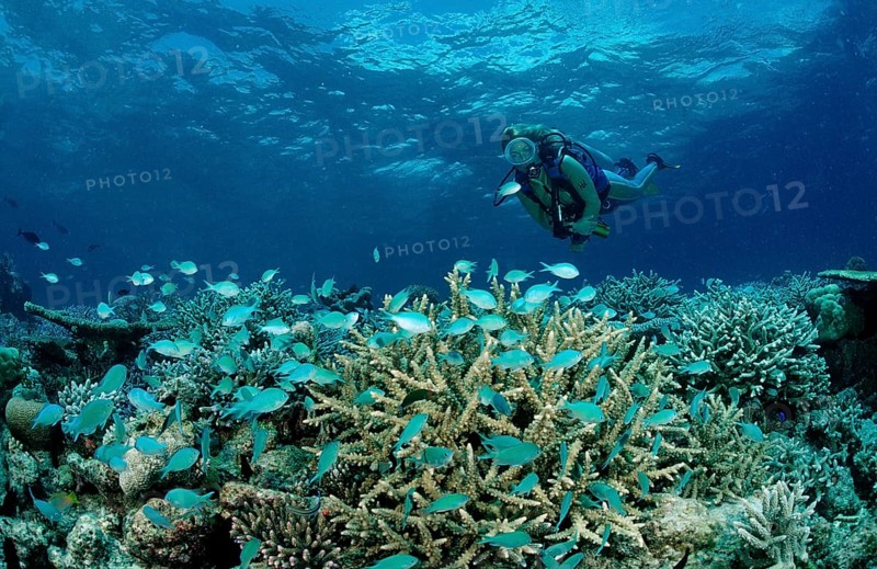 Diver at coral reef with coral fish, Chromis viridis, Maldives, Indian Ocean, Meemu Atoll, Asia