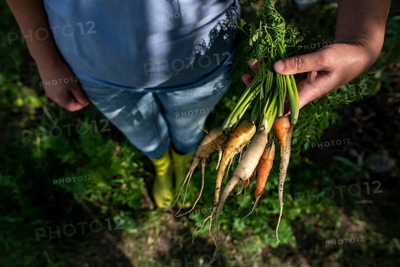 Carrots from small organic farm. Woman farmer hold multi colored carrots in a garden. Concept for bio agriculture