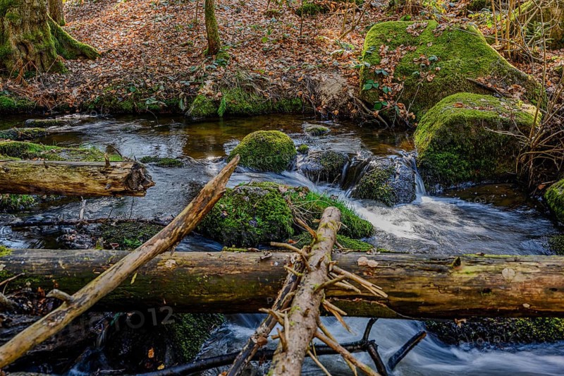 Small watercourses with branches in the forest, surrounded by moss and natural tranquillity, Höllbachtal, Upper Palatinate