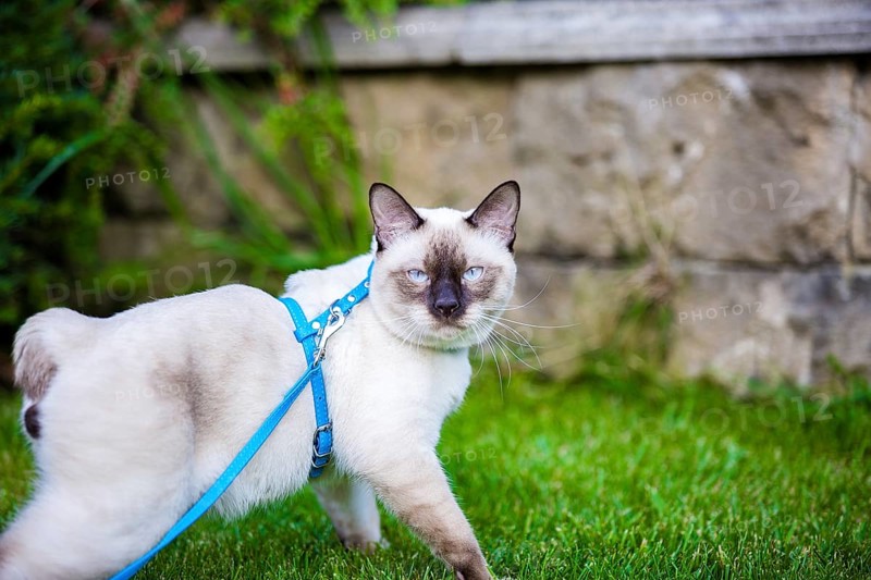 Close-up of an adult Mekong Bobtail cat posing on green grass outside. A cat walks on a green lawn with a blue leash. Young Cat, Siamese Type, Mekong Bobtail Walks In A Grass