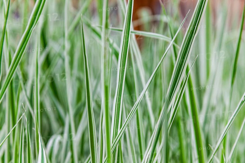 Ornamental grass, Leoben, Styria, Austria, Europe
