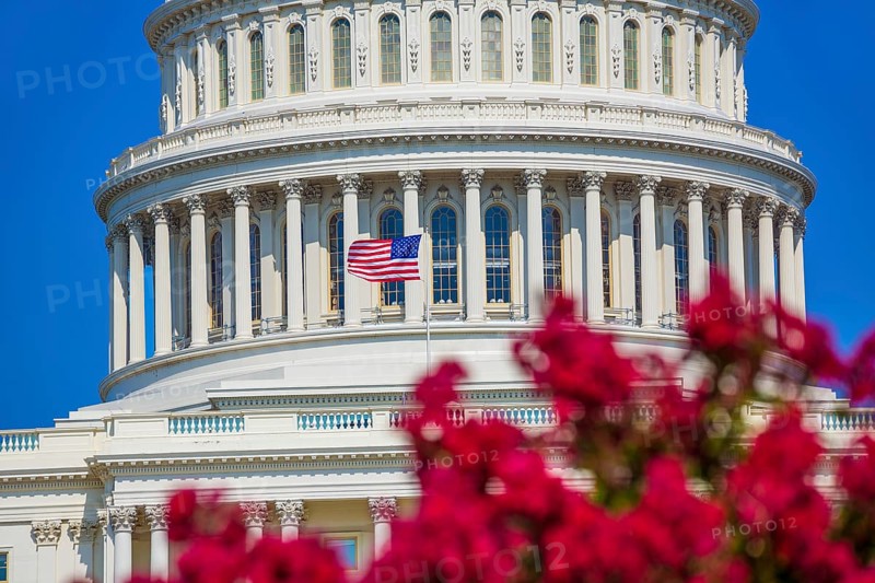 Capitol building Washington DC pink flowers garden USA congress US