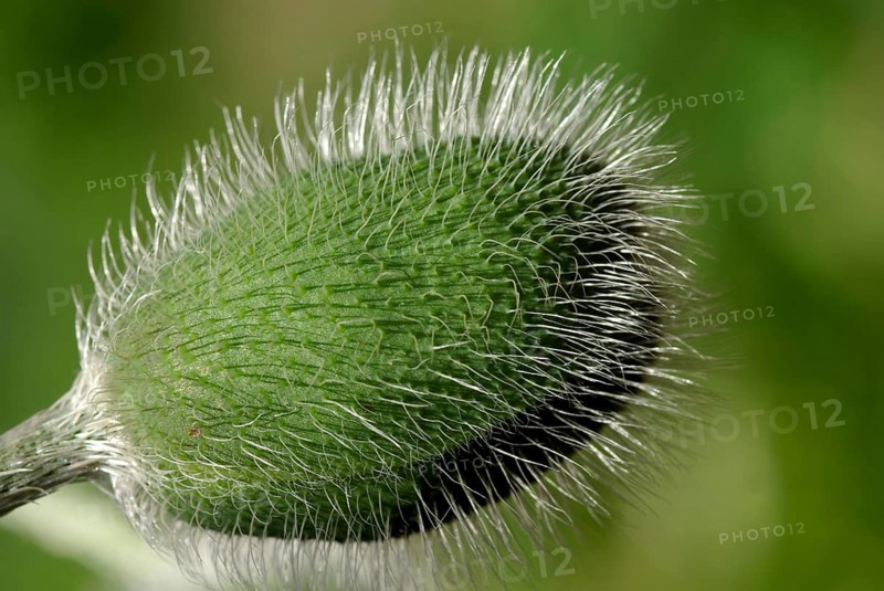 Red poppies have a special expressiveness from the bud to the seed capsule. Field poppy in green