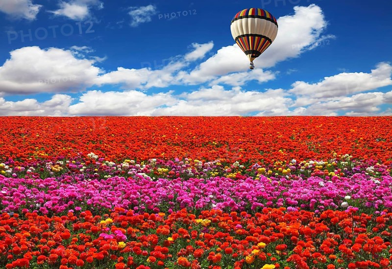 The huge balloon flying over colorful floral field. Flowers and seeds are grown for export