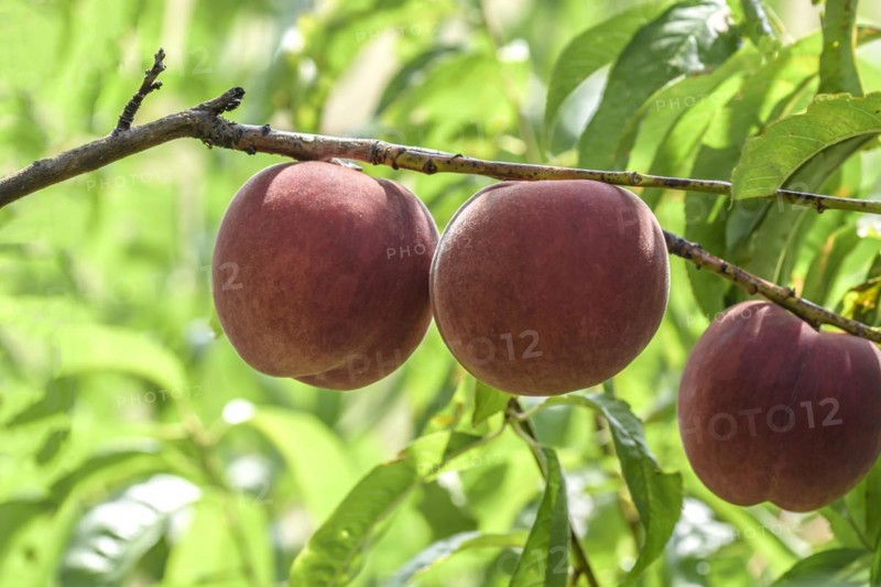 Peach (Prunus persica 'Maura'), Baum- und Rebschule Schreiber KG, Poysdorf, Lower Austria, Austria, Europe