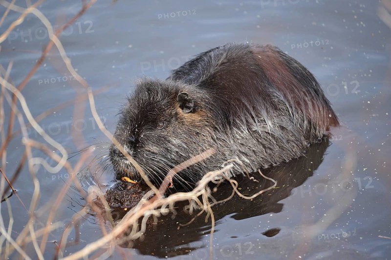 Nutria (Myocastor coypus)