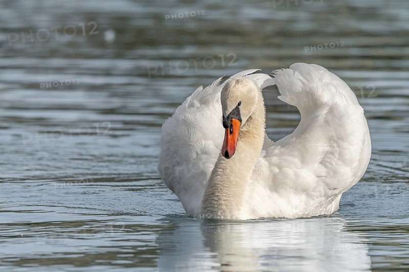 Mute swan (Cygnus olor) male making territorial display. Bas-Rhin, Alsace, Grand Est, France, Europe