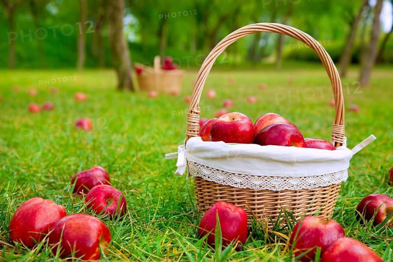 Apples in basket on a grass trees field in red color
