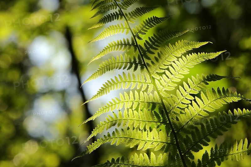 Close-up of fern in the forest on a sunny spring morning