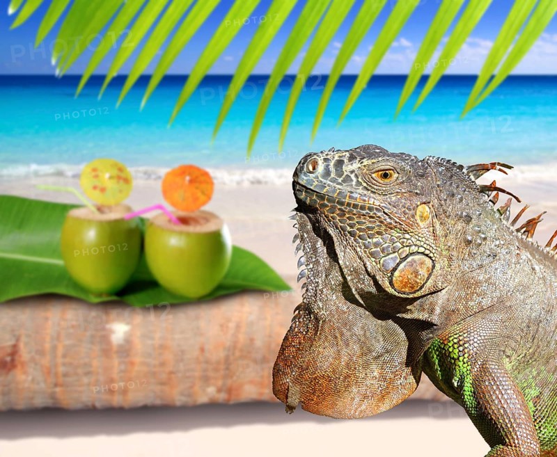Mexico iguana in coconut Caribbean beach tropical turquoiuse sea