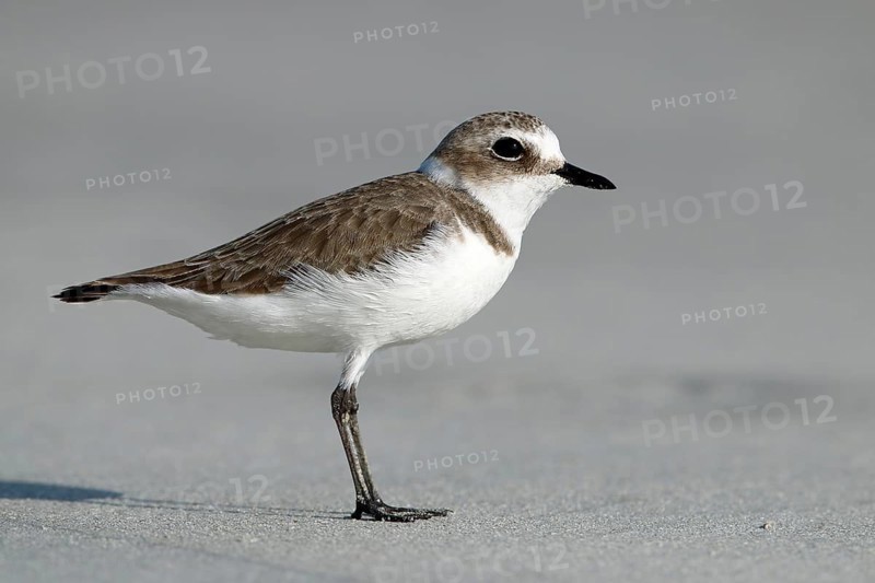 Mongolian Plover, Charadrius mongolus, Oman, Asia