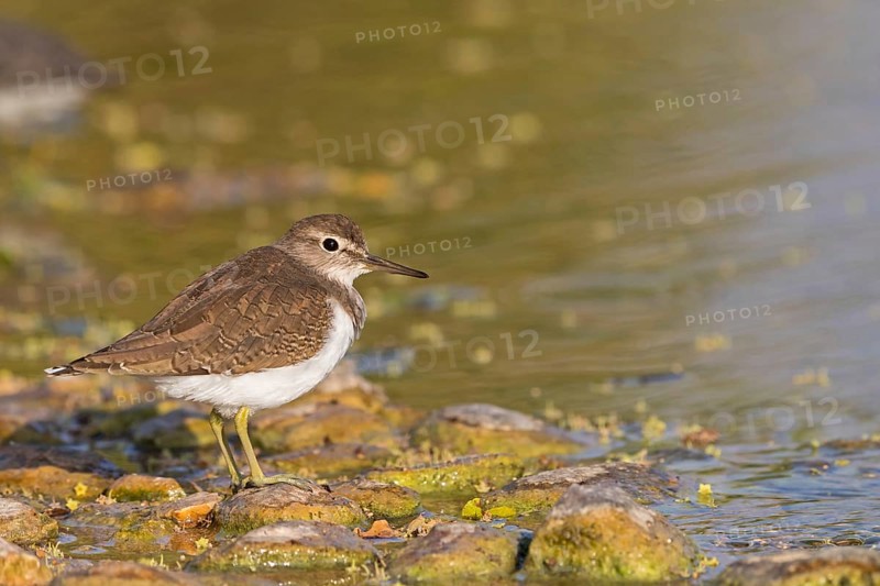 Common sandpiper, sandpiper (Actitis hypoleuco), biotope, habitat, foraging