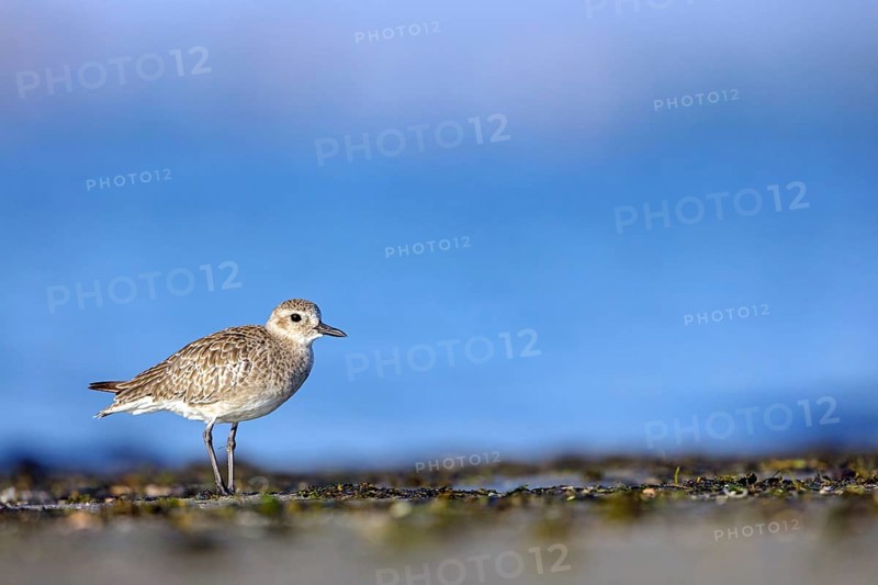 Little Ringed Plover, (Pluvialis squatarola), animal, animals, bird, birds, biotope, habitat, foraging, plover family, Arctic Tundra Barr Al Hikman, Ash Sharqiyah South, Oman, Asia