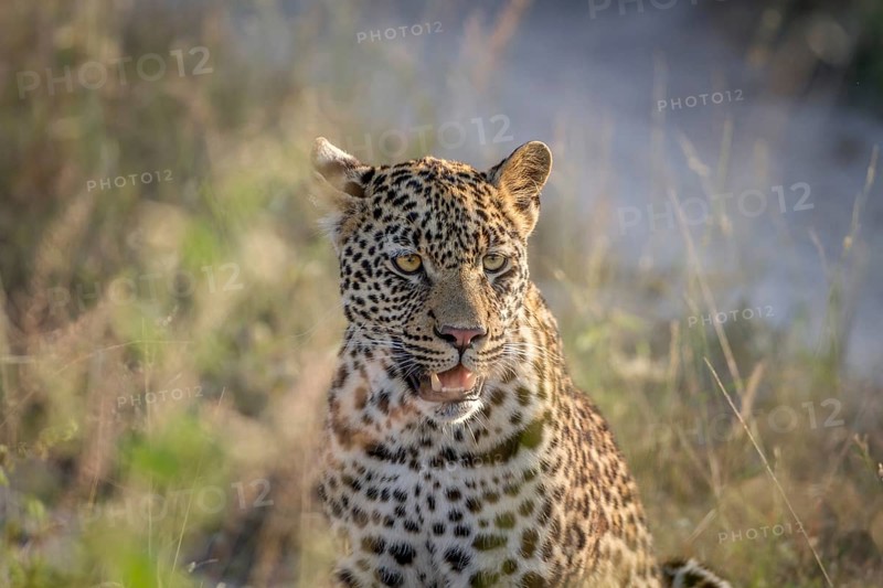 Young Leopard sitting and starring in the Kruger National Park, South Africa, Africa