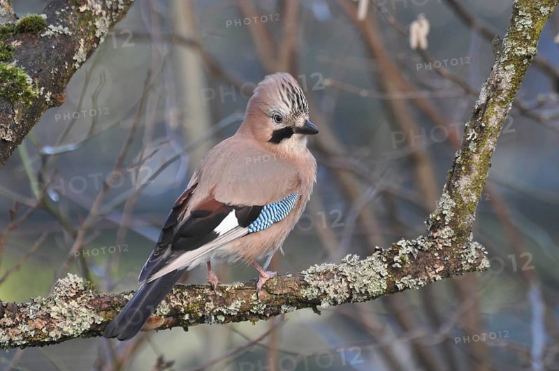 Eurasian jay (Garrulus glandarius)